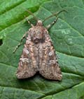 Euxoa_canariensis_jk9577s