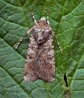 Euxoa_canariensis_jk9608s