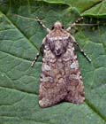 Euxoa_canariensis_jk9852s