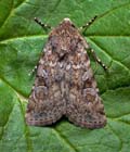 Euxoa_canariensis_jm3916s