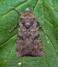 Euxoa_canariensis_jm3935s