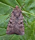 Euxoa_canariensis_jm4237s