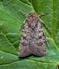 Euxoa_canariensis_jm4269s