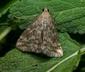 Evergestis_frumentalis_cs7731s