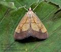 Evergestis_limbata_cx4590s