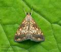 Evergestis_politalis_cv6553s