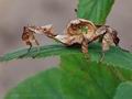 Extatosoma_tiaratum_bt3853