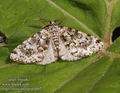 Fagivorina_arenaria_a602