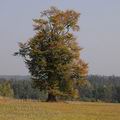 Fagus_sylvatica_ag2767