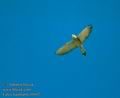 Falco_naumanni_10102