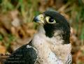 Falco_peregrinus_6183