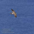 Falco_peregrinus_ga2364