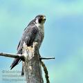 Falco_peregrinus_ha8630