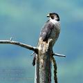 Falco_peregrinus_ha8644