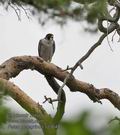 Falco_peregrinus_rd3648