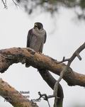 Falco_peregrinus_rd3657