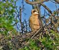 Falco_vespertinus_mc4590