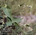 Fallopia_convolvulus_9009