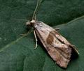 Falseuncaria_ruficiliana_ce0572s
