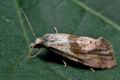 Falseuncaria_ruficiliana_ce0590s