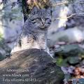 Felis_silvestris_fd1453