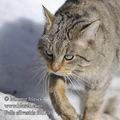 Felis_silvestris_fd6710