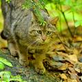 Felis_silvestris_ha6400
