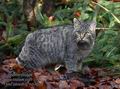 Felis_silvestris_mb7205