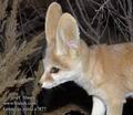 Fennecus_zerda