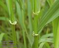 Festuca_gigantea_ab2102