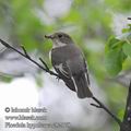 Ficedula_hypoleuca_eb2178