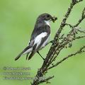 Ficedula_hypoleuca_eb2299