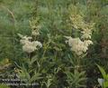 Filipendula_ulmaria_a411