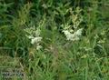 Filipendula_ulmaria_a417