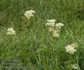 Filipendula_ulmaria_a4961