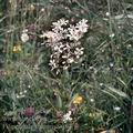 Filipendula_vulgaris_9087