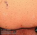 Fistulina_hepatica_ac6408