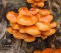 Flammulina_velutipes_a8872