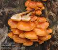 Flammulina_velutipes_a8875