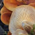 Flammulina_velutipes_b1138