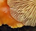 Flammulina_velutipes_bp5286