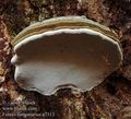 Fomes_fomentarius_a7313