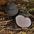 Fomitopsis_rosea_bp0714