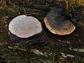 Fomitopsis_rosea_bp0732