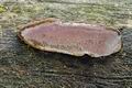 Fomitopsis_rosea_ch6848