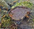 Fomitopsis_rosea_ch6870