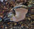 Fomitopsis_rosea_hy8136