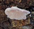 Fomitopsis_rosea_hy8144