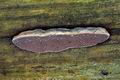 Fomitopsis_rosea_jf9600