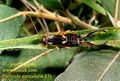 Forficula_auricularia_371